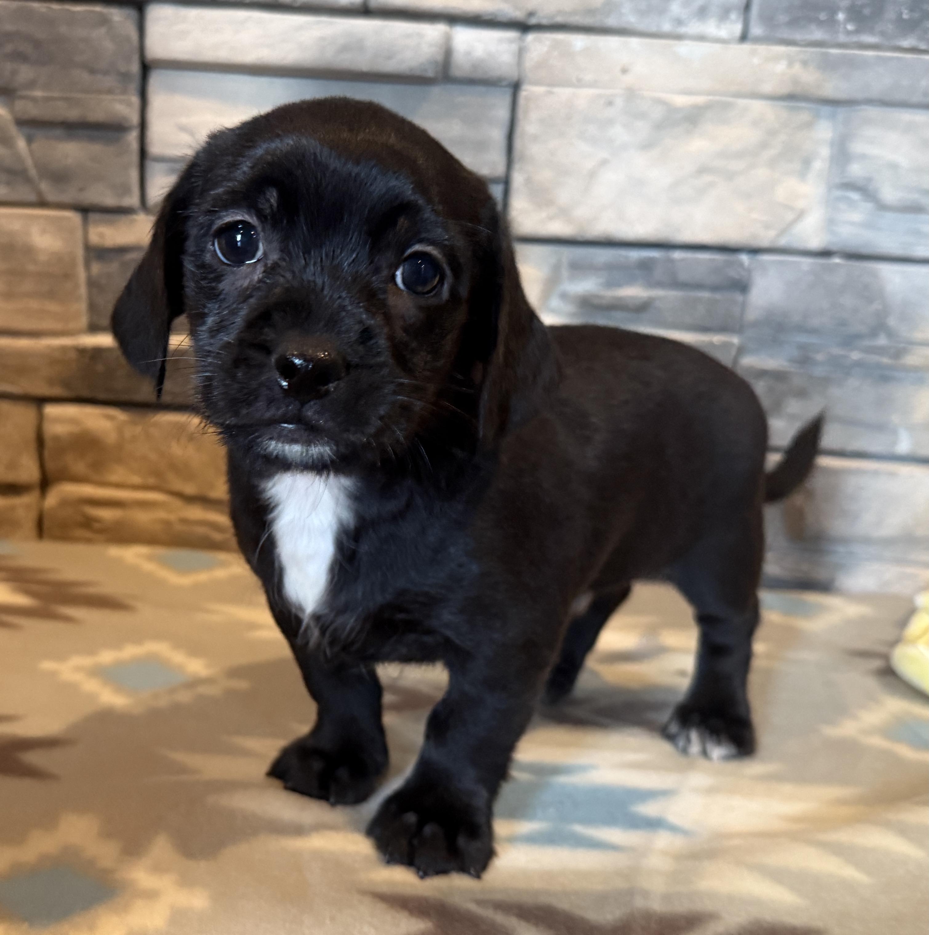 Little Richard, Adopted, Puppy Male Shih poo.
