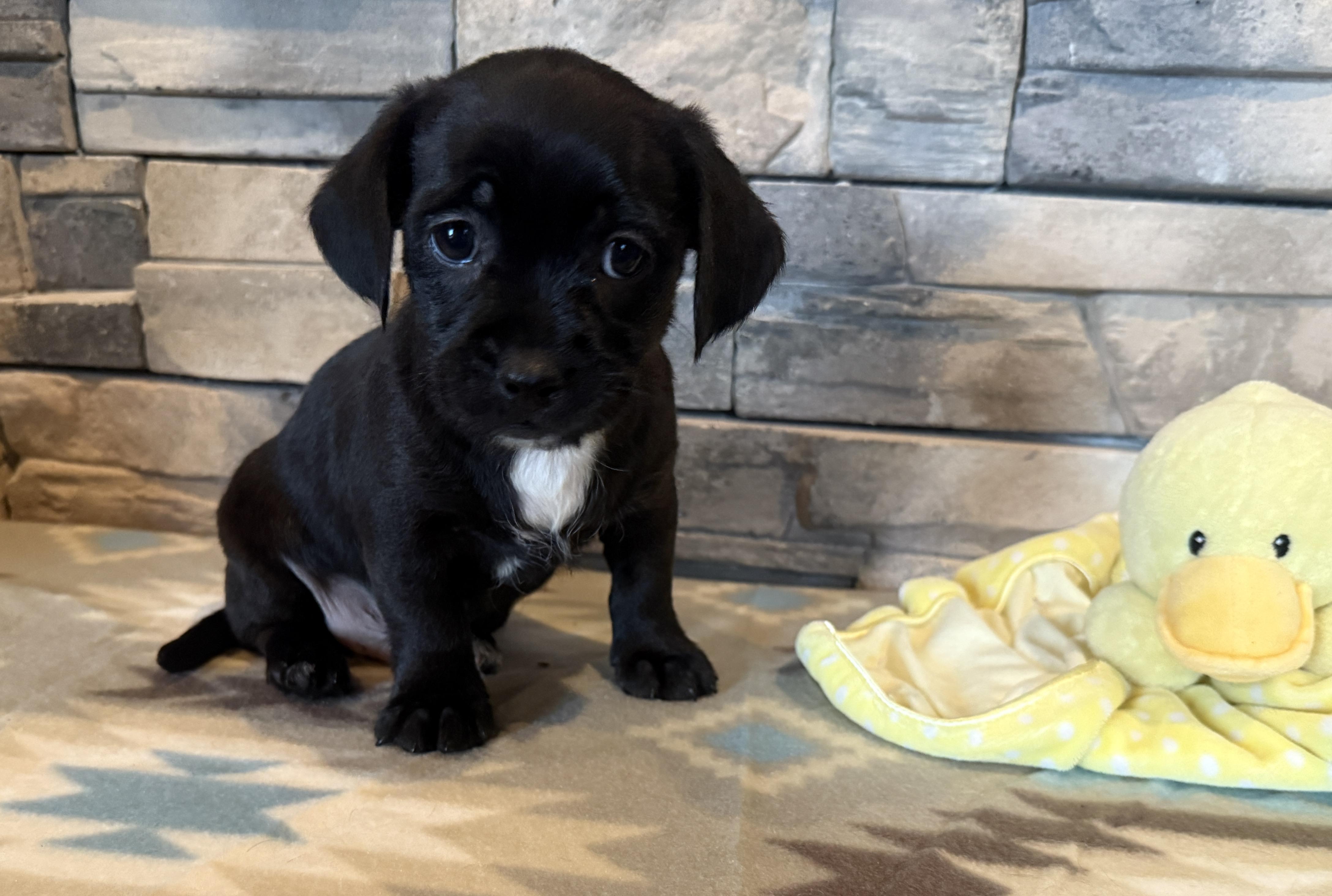 Enlarge Little Richard, a Adopted mixed breed in Ellis Grove, IL image 2/6