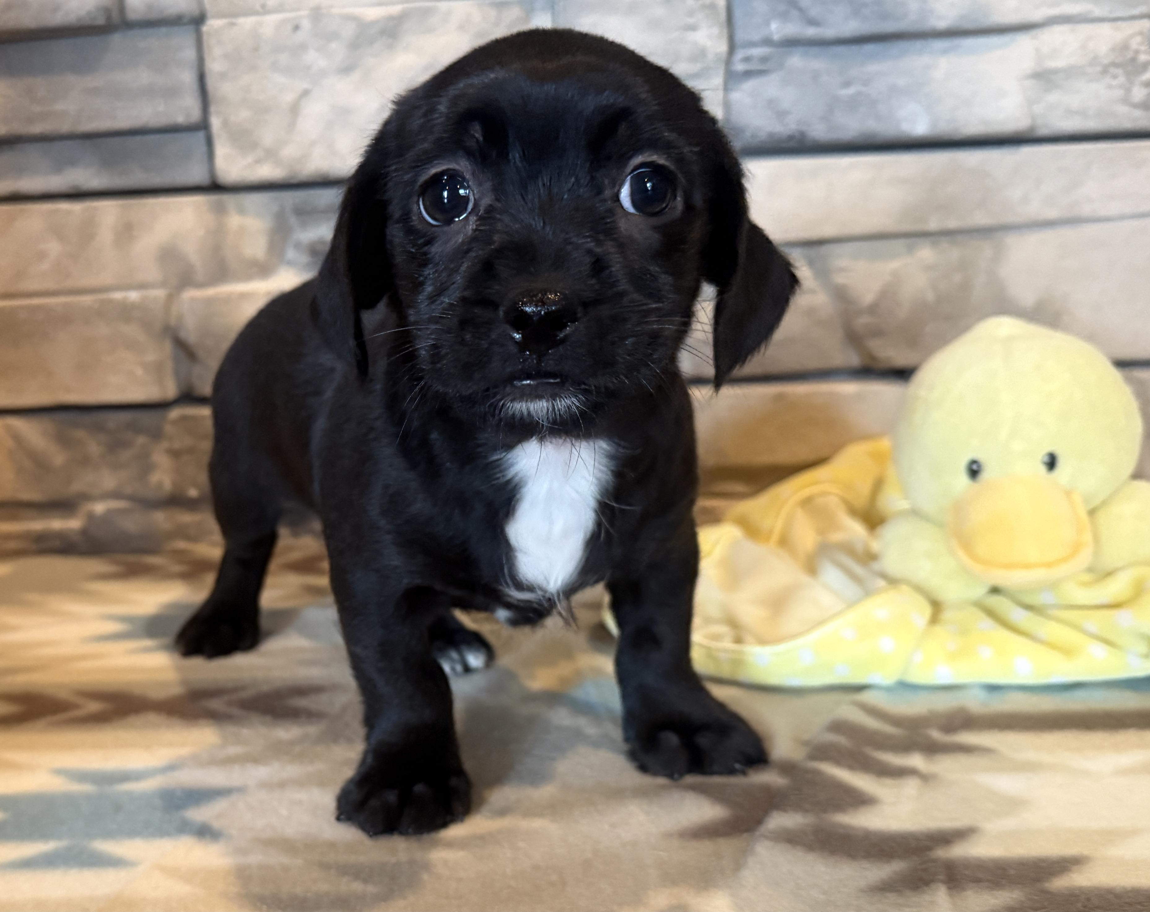 Enlarge Little Richard, a Adopted mixed breed in Ellis Grove, IL image 4/6