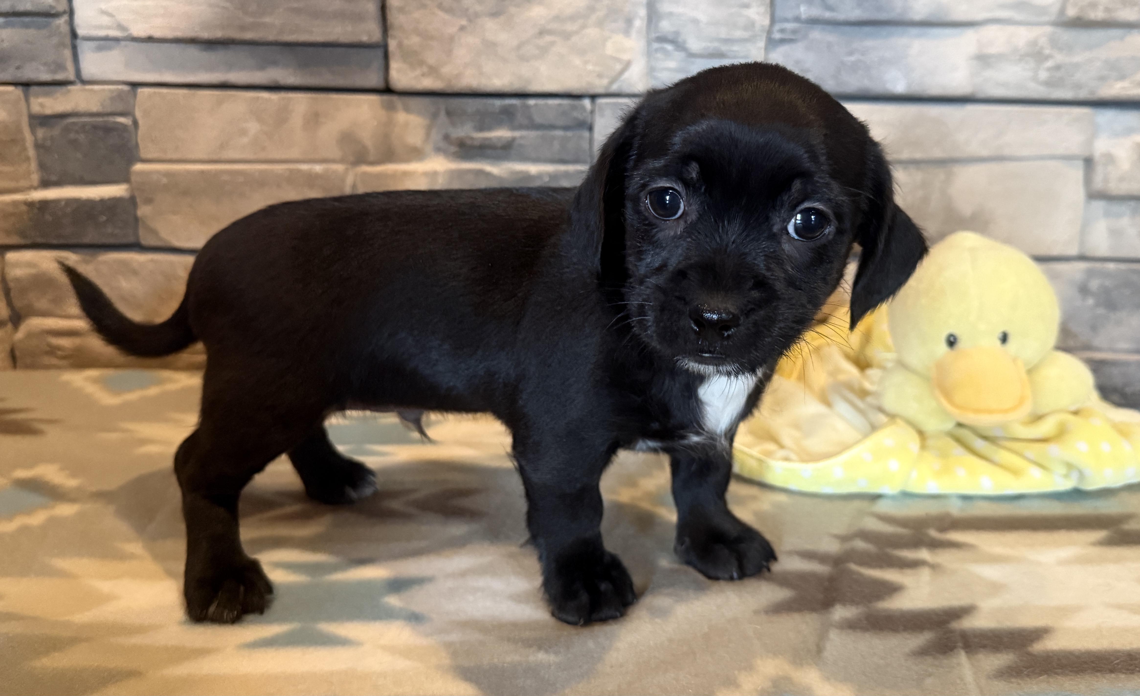 Enlarge Little Richard, a Adopted mixed breed in Ellis Grove, IL image 5/6