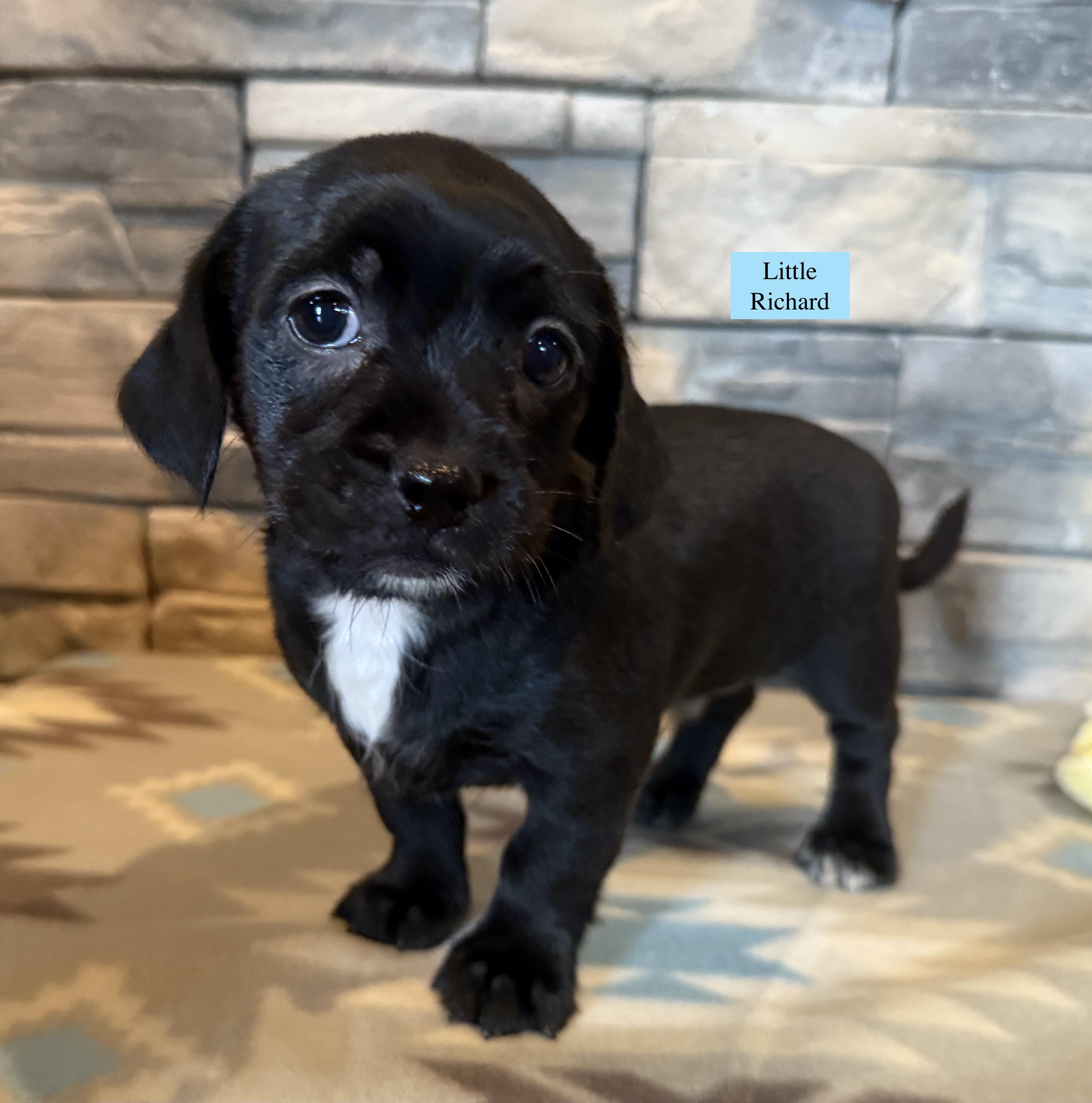 Enlarge Little Richard, a Adopted mixed breed in Ellis Grove, IL image 6/6