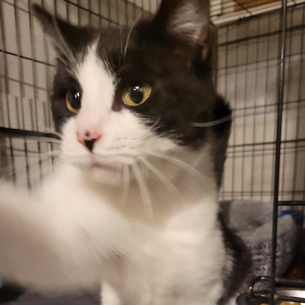 Bart, Adoptable, Adult Male Domestic Short Hair.