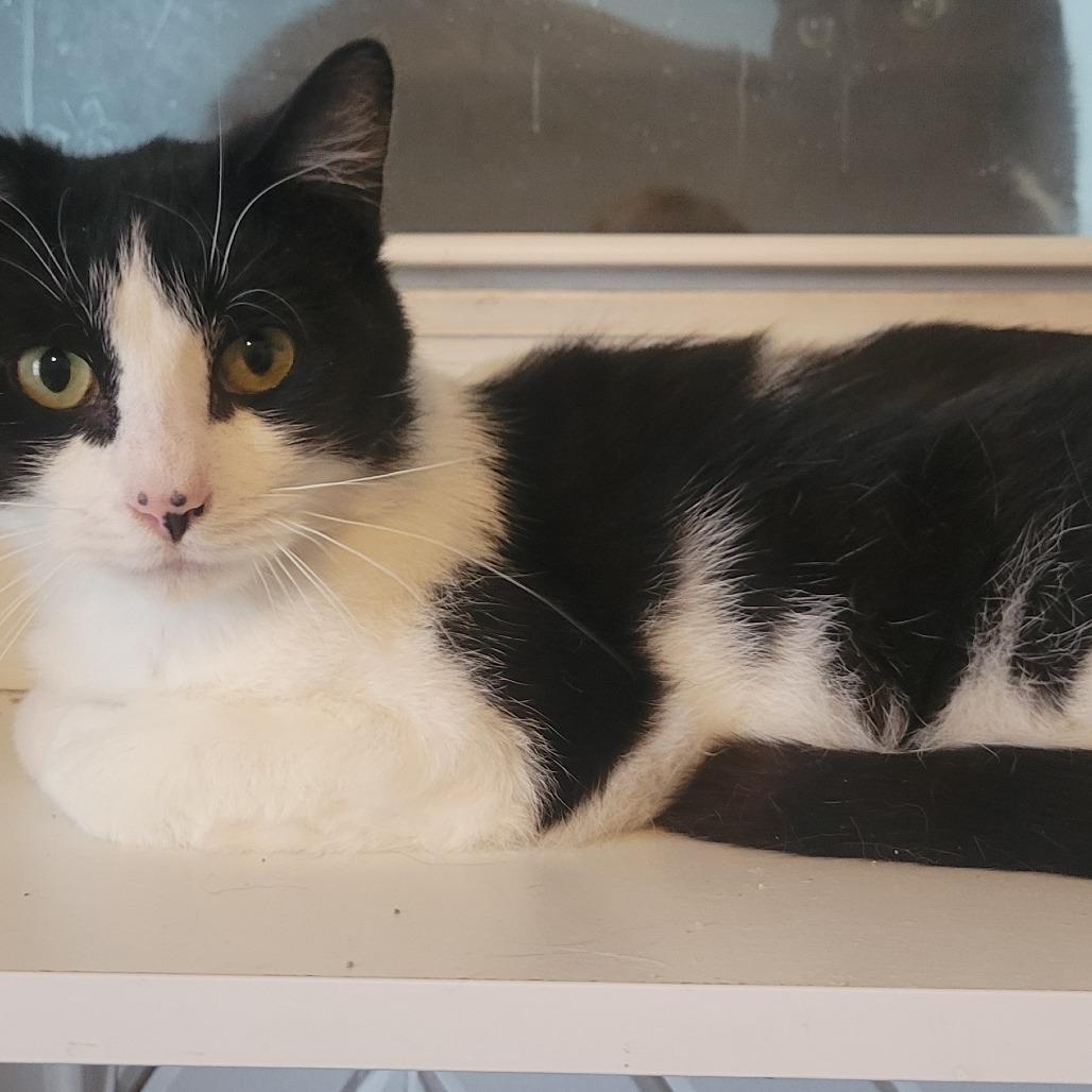 Bart, a Adoptable Domestic Short Hair in Portage, MI image 3/3