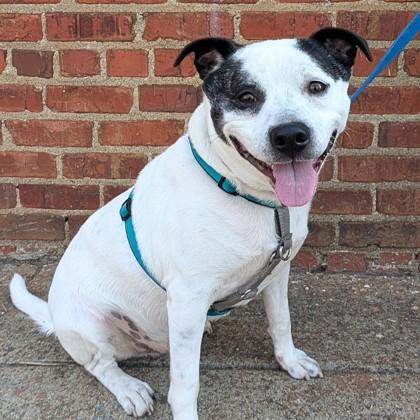 Enlarge Bam, a Adoptable mixed breed in Richmond, VA image 1/3
