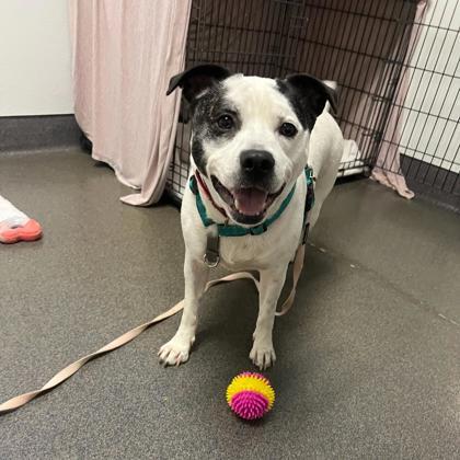 Enlarge Bam, a Adoptable mixed breed in Richmond, VA image 2/3