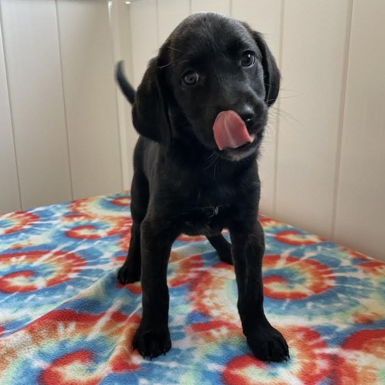 O'Keefe, an adopted mixed breed in Midlothian, VA image 5/6