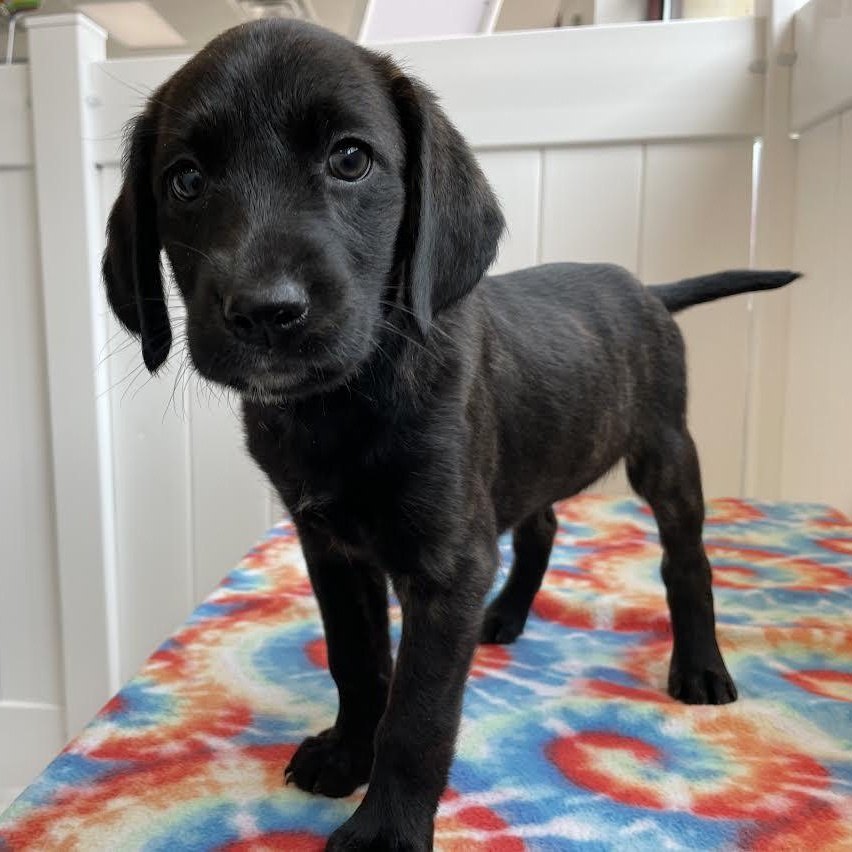 O'Keefe, an adopted mixed breed in Midlothian, VA image 3/6
