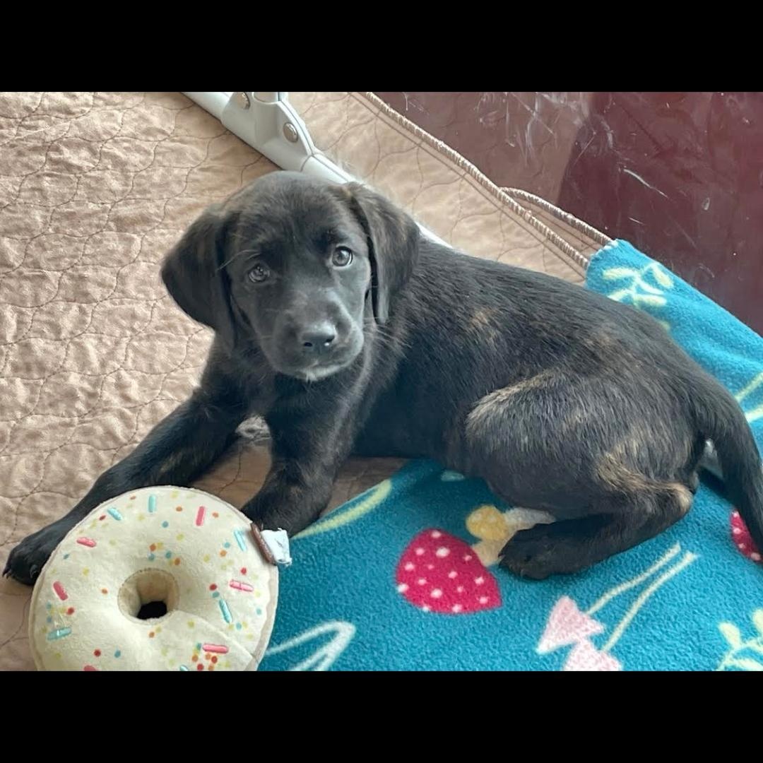 O'Keefe, an adopted mixed breed in Midlothian, VA image 2/6