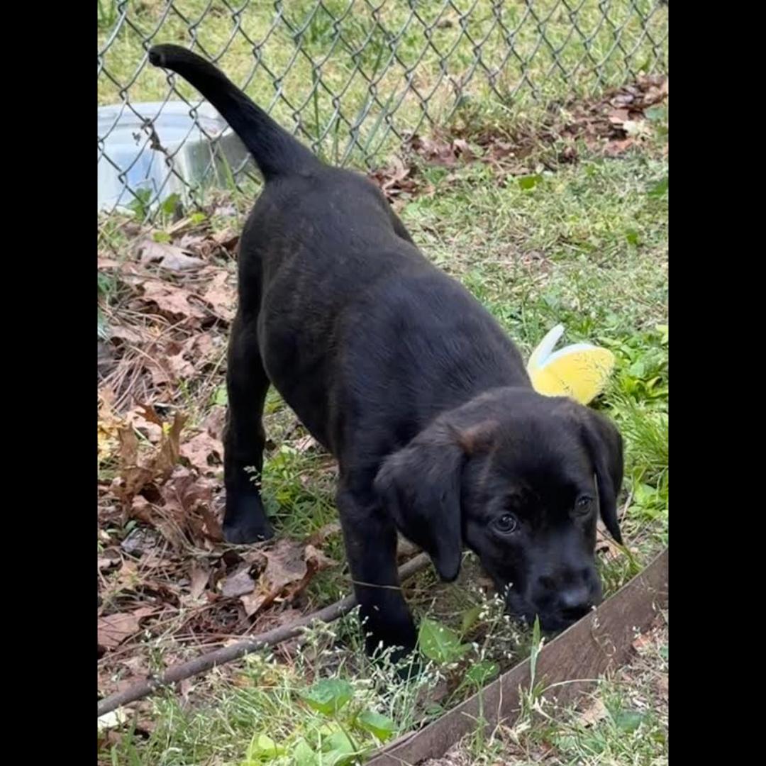 O'Keefe, an adopted mixed breed in Midlothian, VA image 1/6