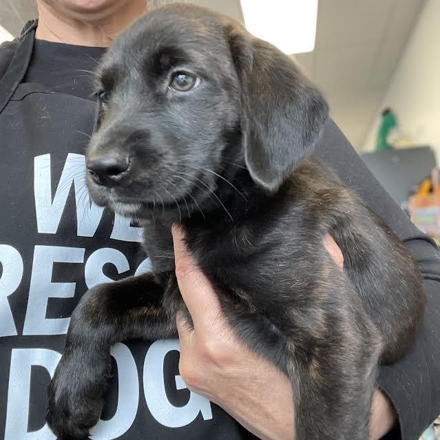 O'Keefe, an adopted mixed breed in Midlothian, VA image 4/6