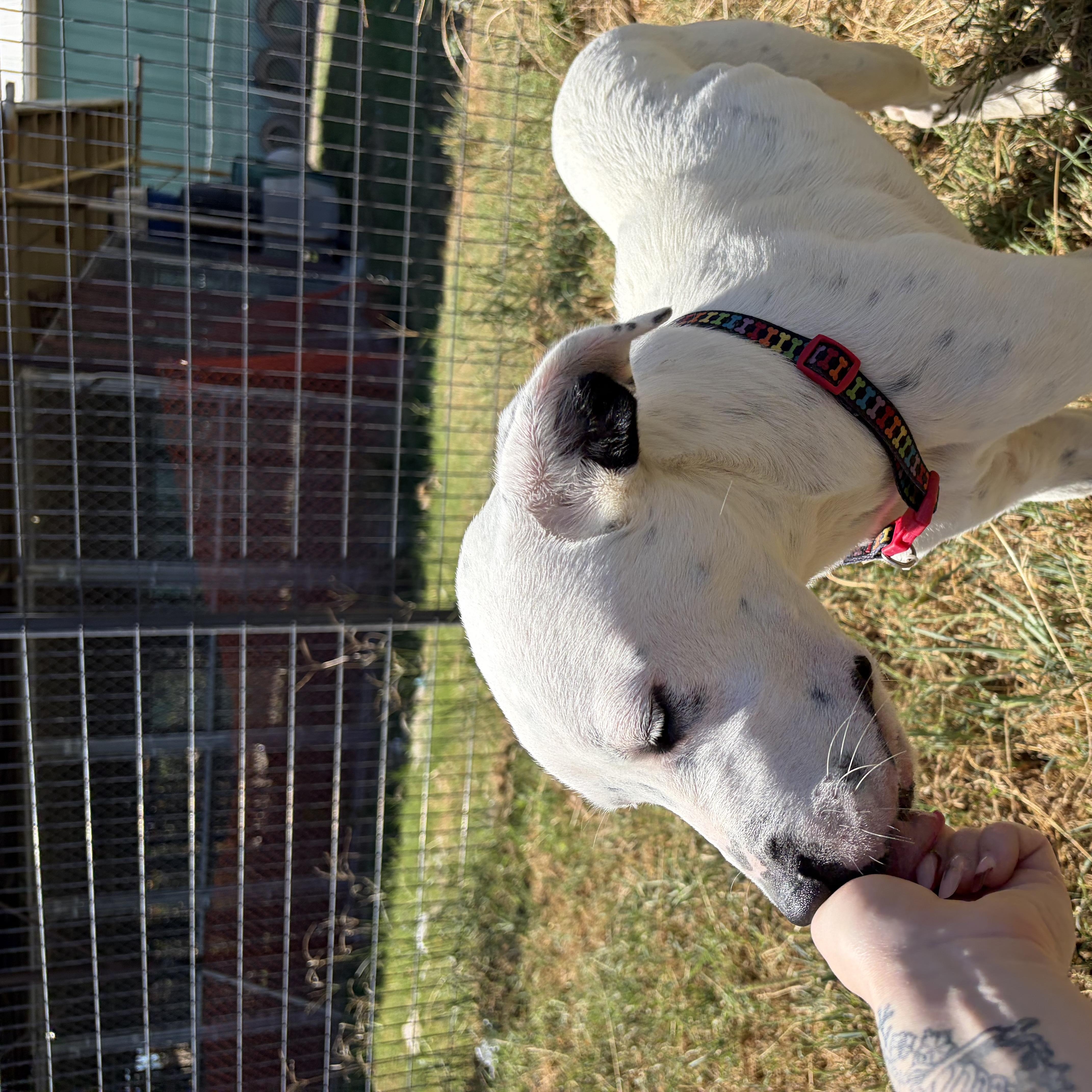 Enlarge Perdita, a Adoptable mixed breed in McPherson, KS image 2/6