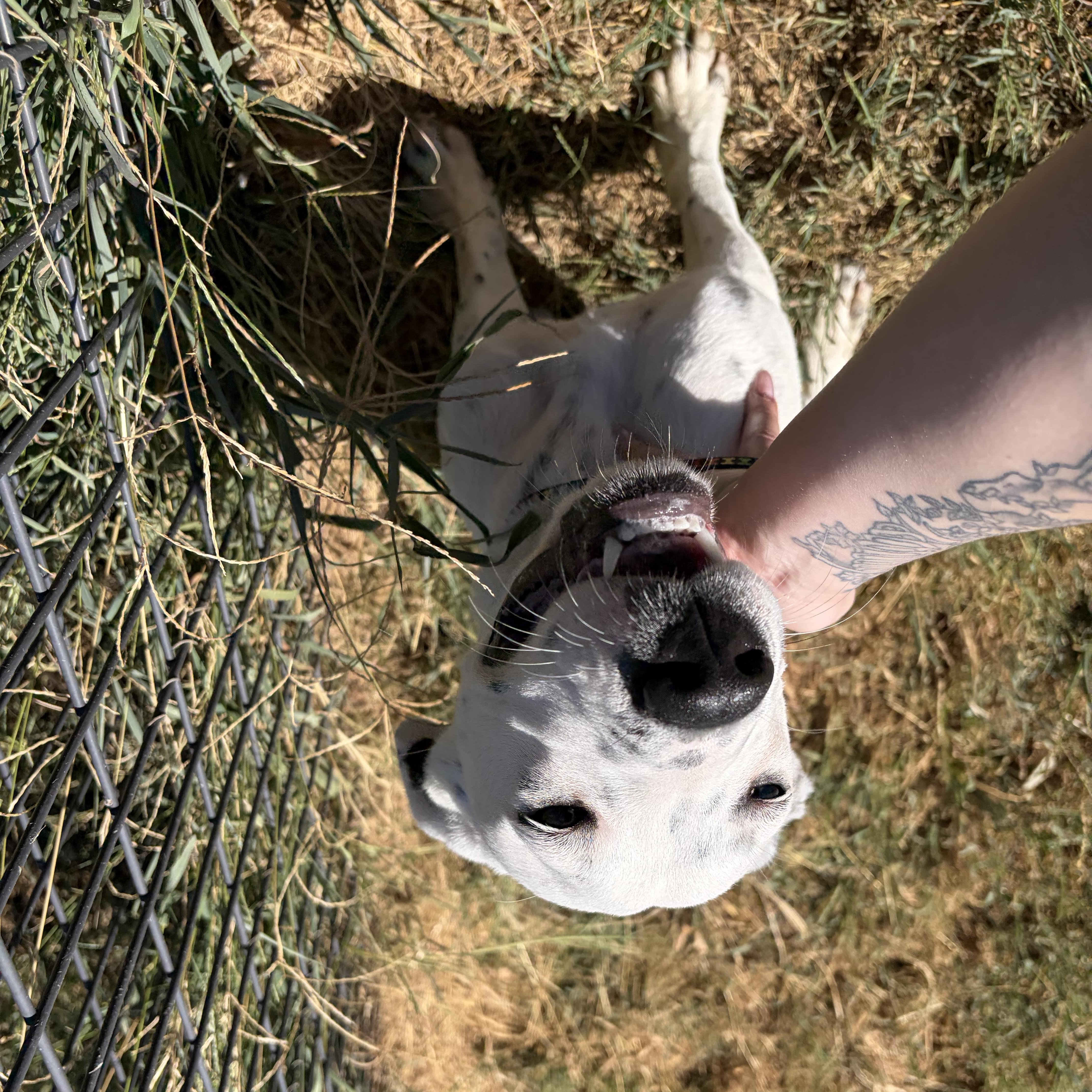 Enlarge Perdita, a Adoptable mixed breed in McPherson, KS image 4/6