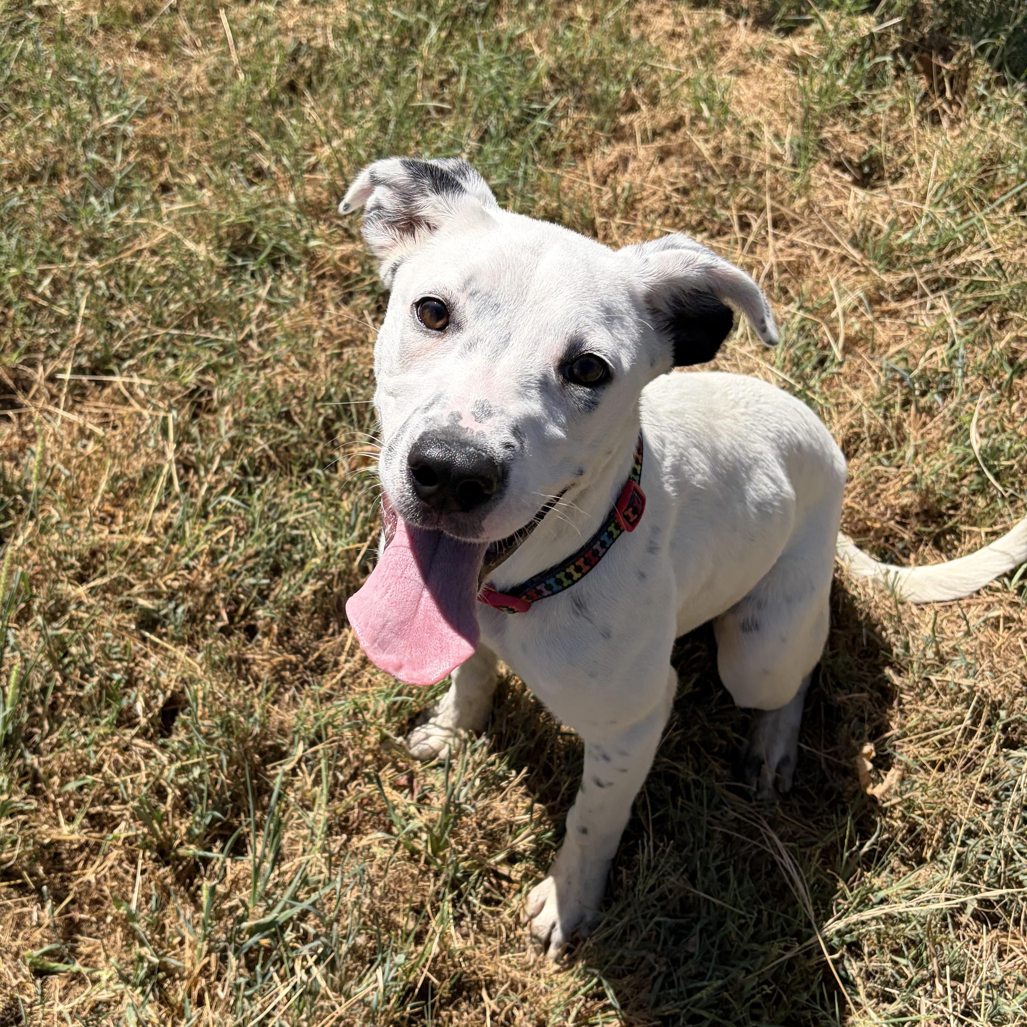 Perdita, Adoptable, Young Female Labrador Retriever.