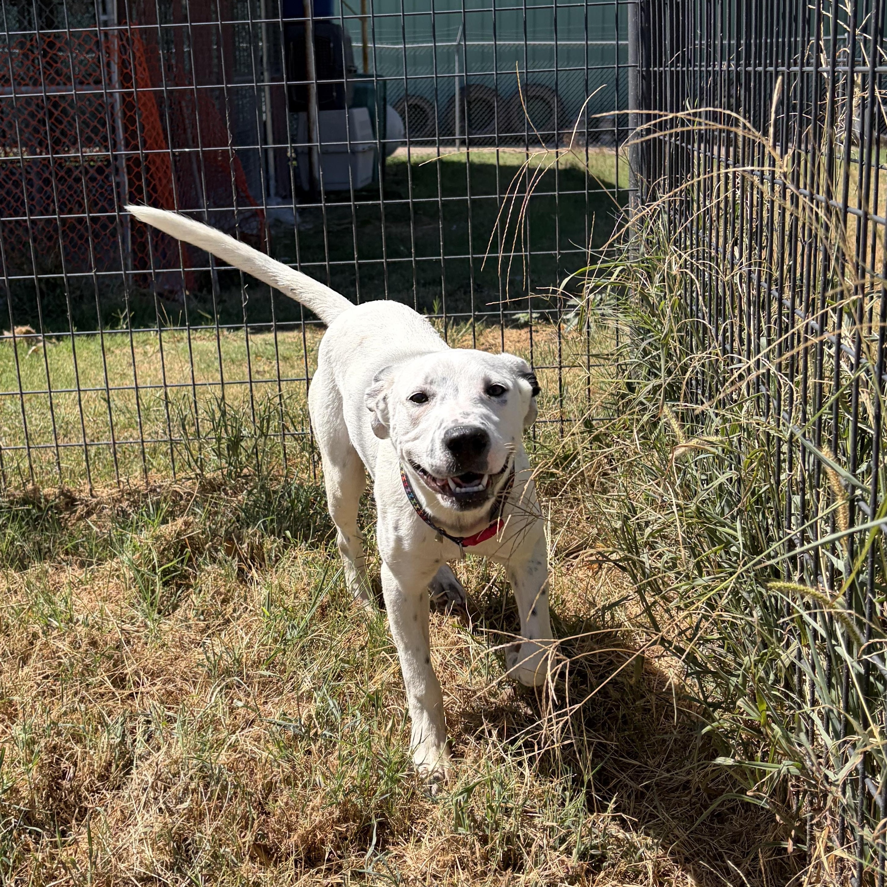 Enlarge Perdita, a Adoptable mixed breed in McPherson, KS image 3/6