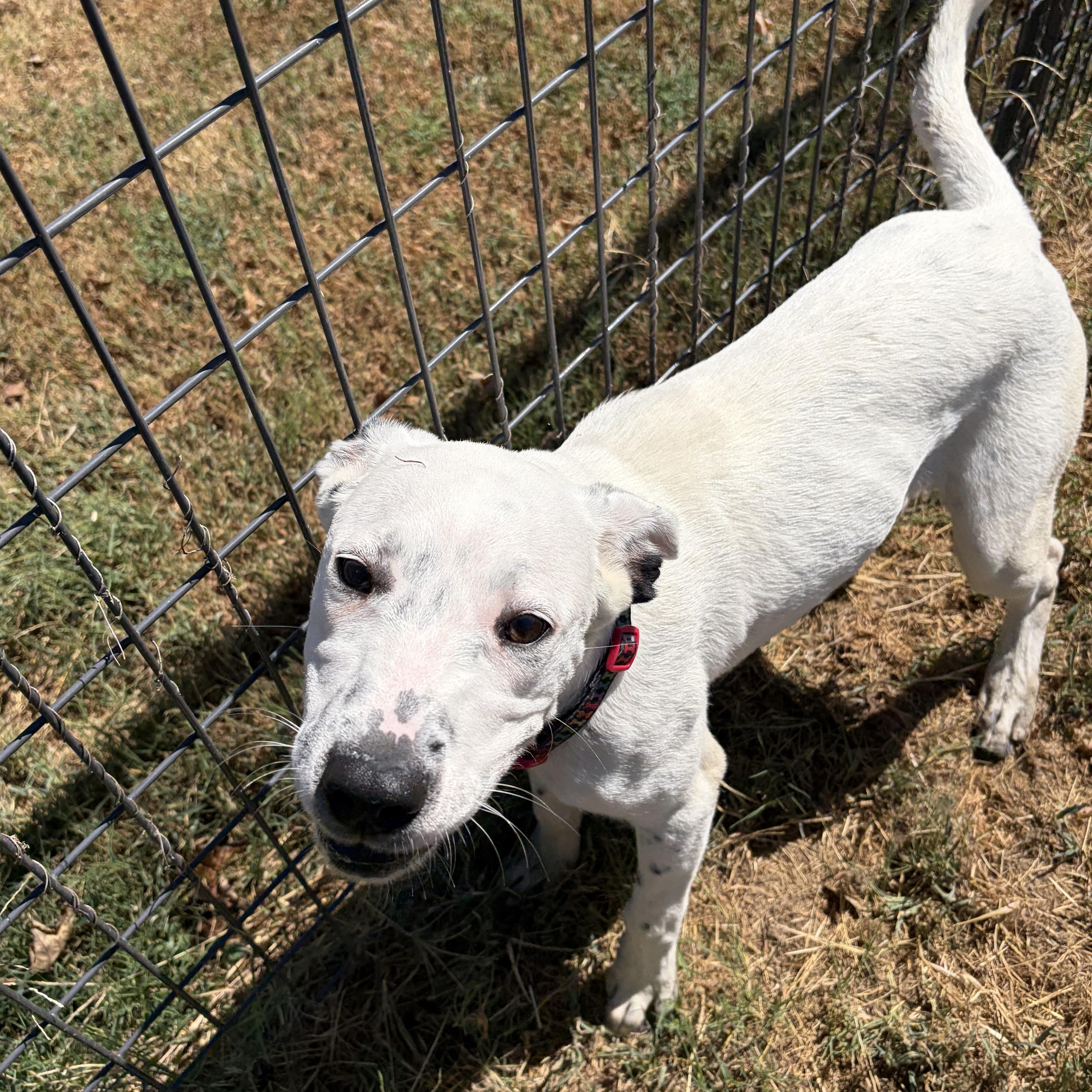 Enlarge Perdita, a Adoptable mixed breed in McPherson, KS image 6/6