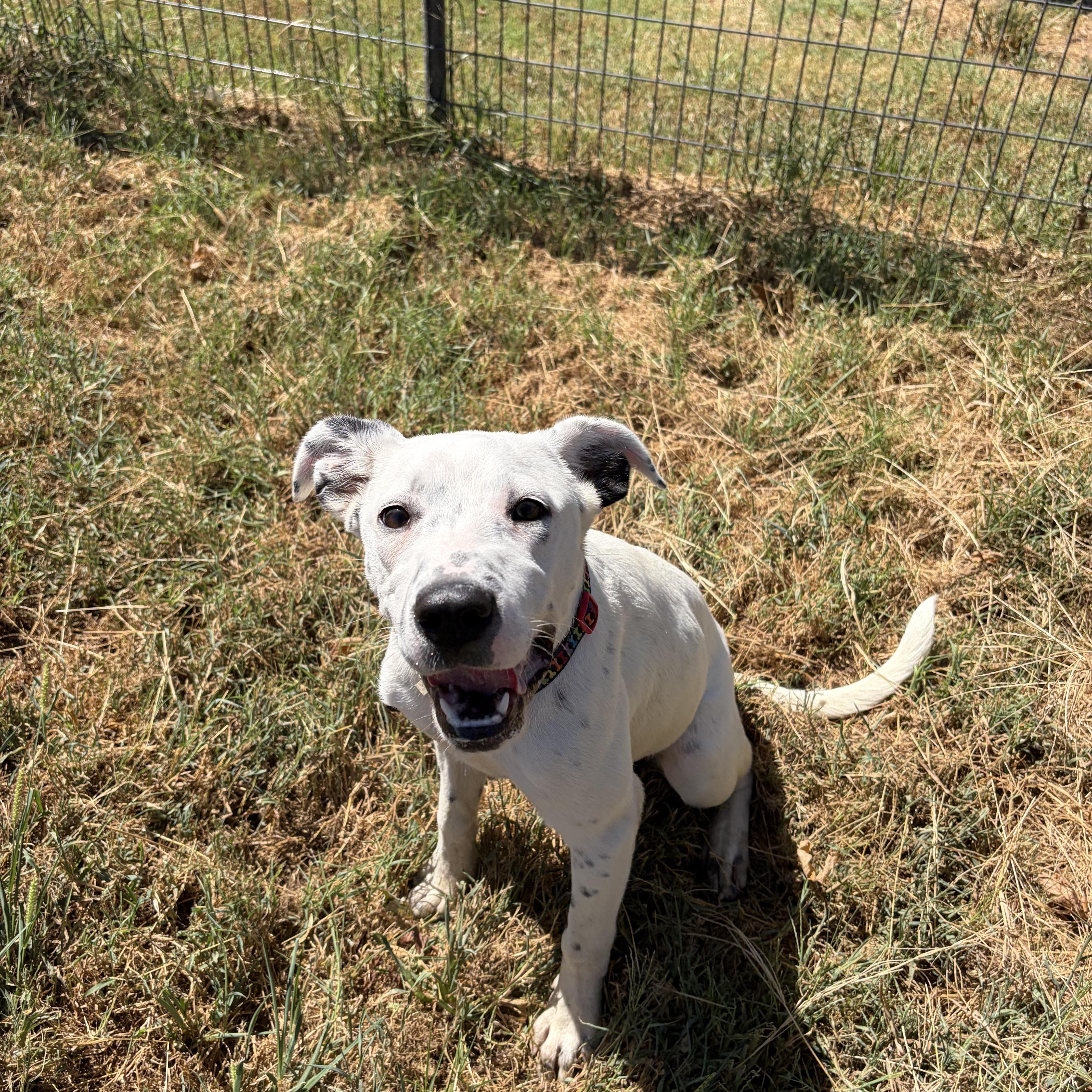 Enlarge Perdita, a Adoptable mixed breed in McPherson, KS image 5/6