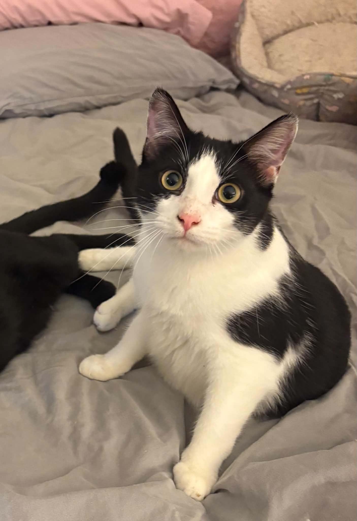 Gouda, Adoptable, Kitten Male Domestic Short Hair.