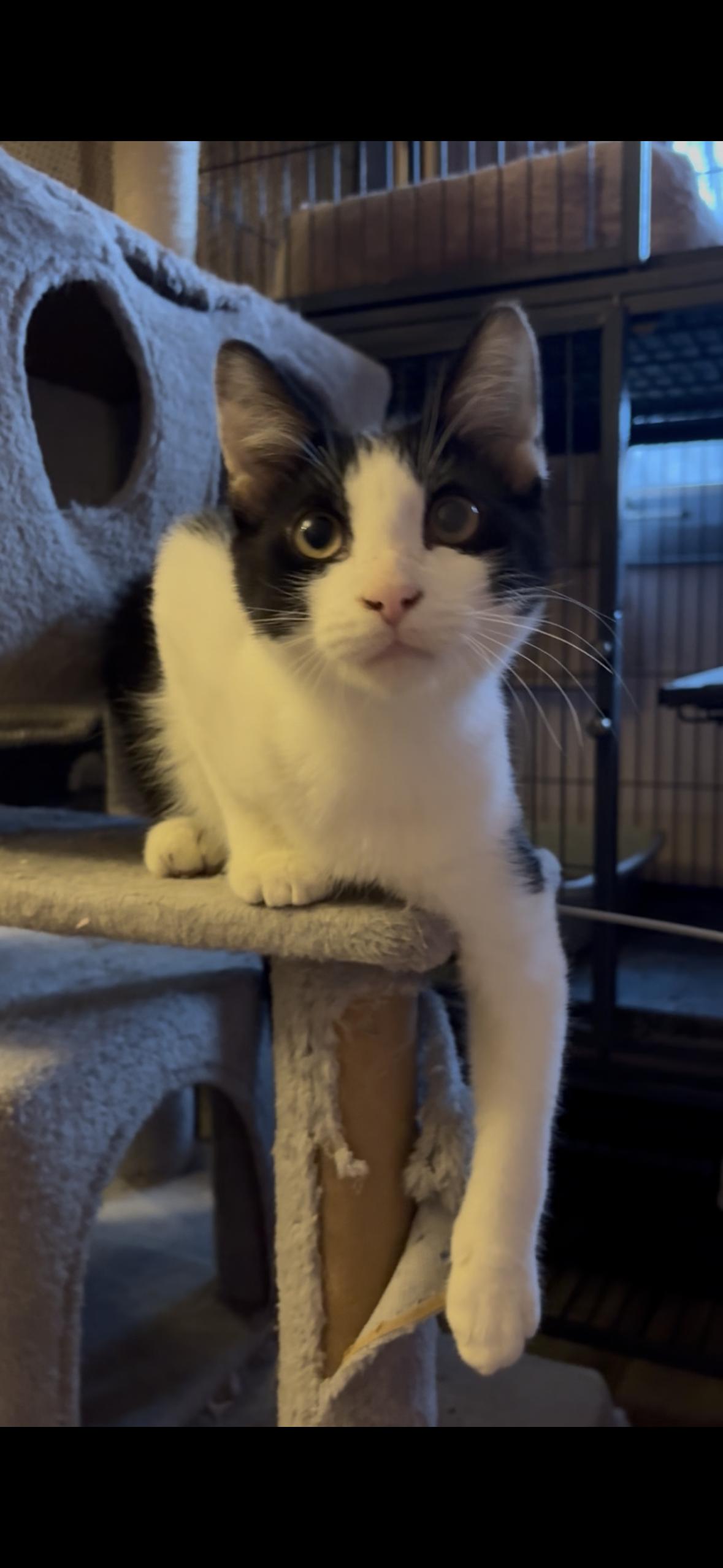 Enlarge Gouda, a Adoptable Domestic Short Hair in Oregon , WI image 4/4