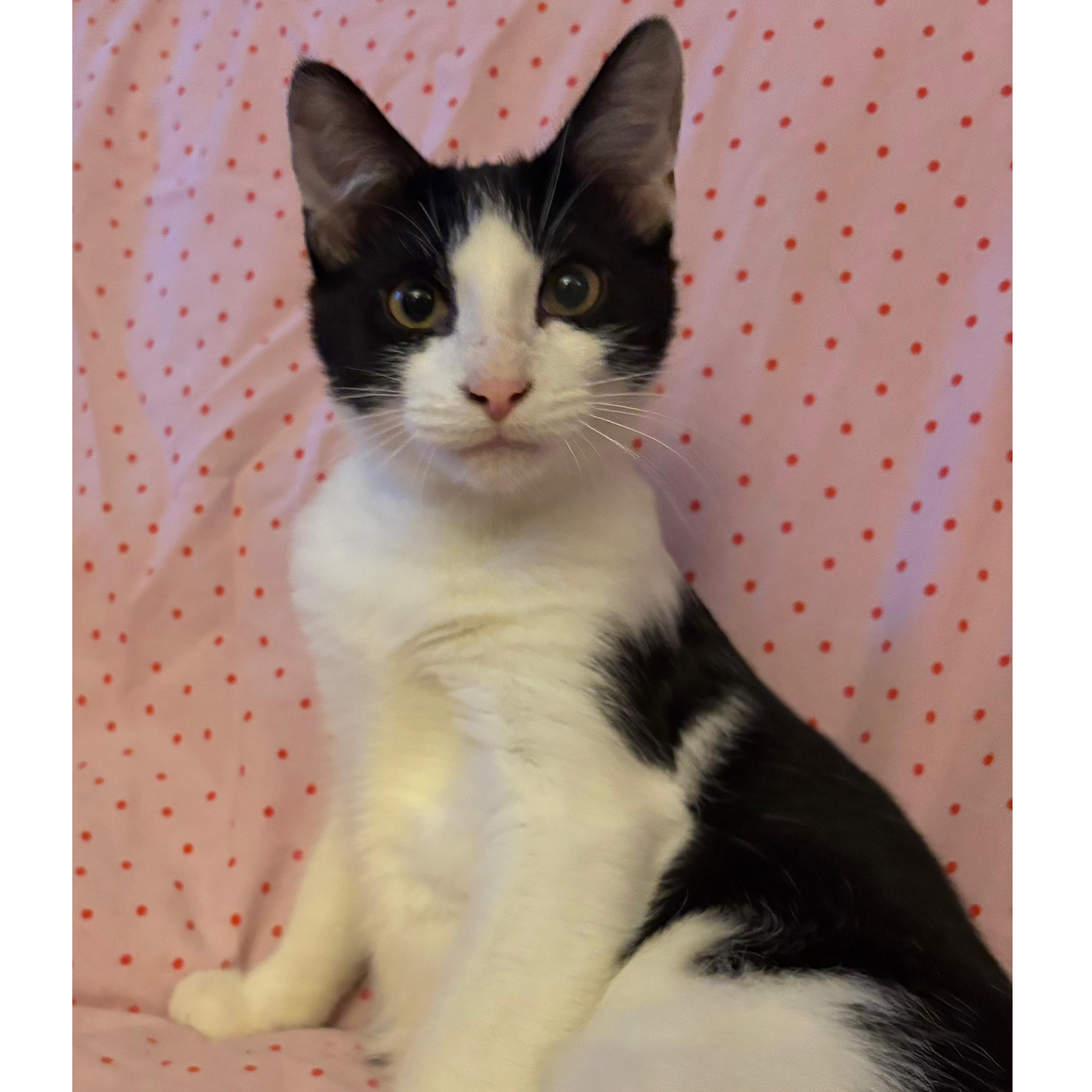 Enlarge Gouda, a Adoptable Domestic Short Hair in Oregon , WI image 2/4