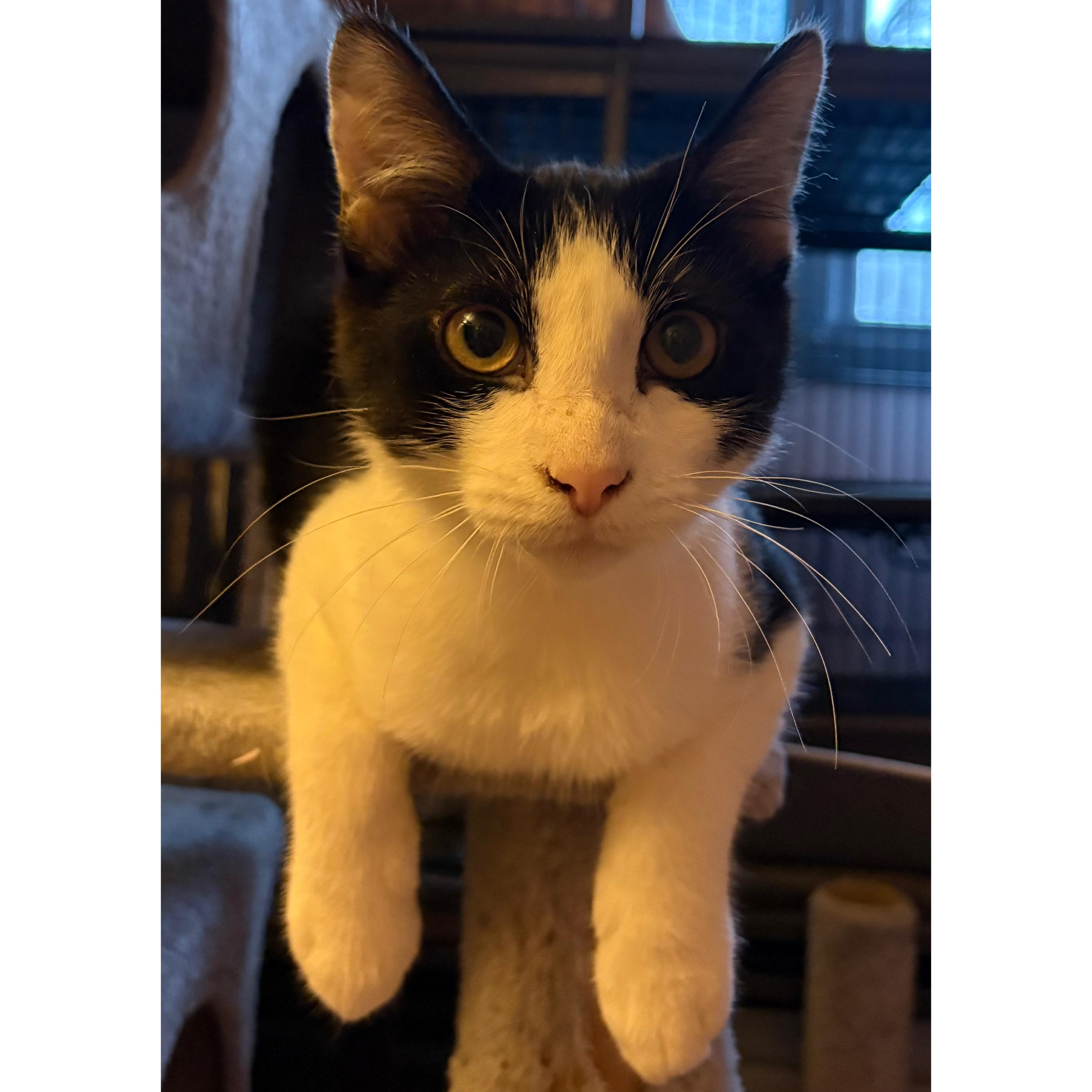 Enlarge Gouda, a Adoptable Domestic Short Hair in Oregon , WI image 3/4