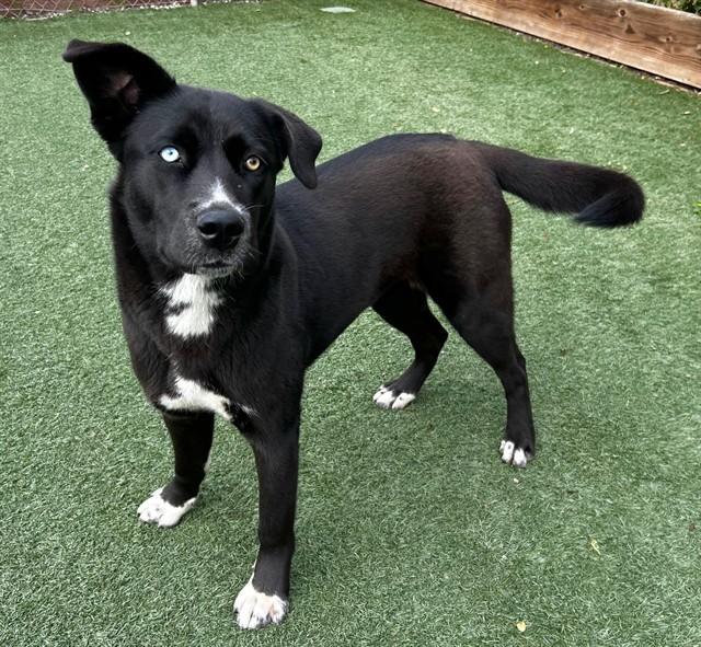 Enlarge HANA, a Adoptable mixed breed in Salinas, CA image 1/1