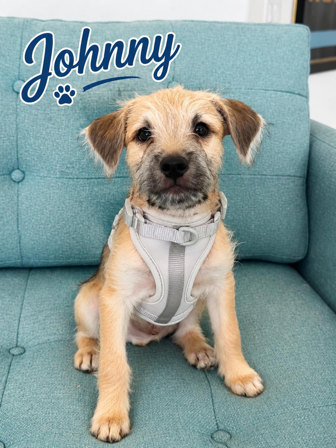 Johnny, Adopted, Puppy Male Mixed Breed.
