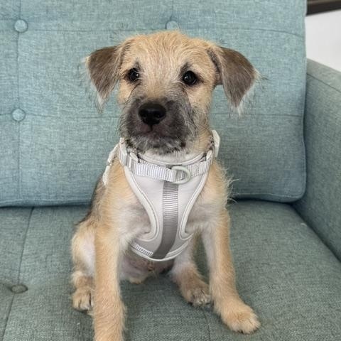 Enlarge Johnny, a Adopted mixed breed in Palm Desert, CA image 2/6