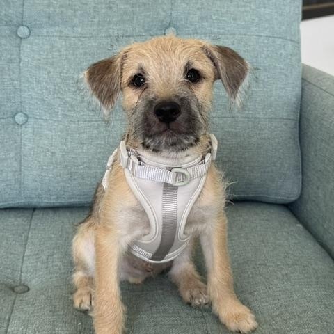 Enlarge Johnny, a Adopted mixed breed in Palm Desert, CA image 3/6