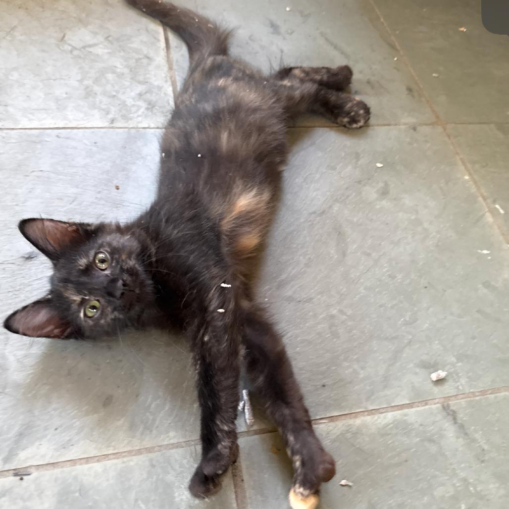 Cocoa, Adoptable, Kitten Female Domestic Short Hair.
