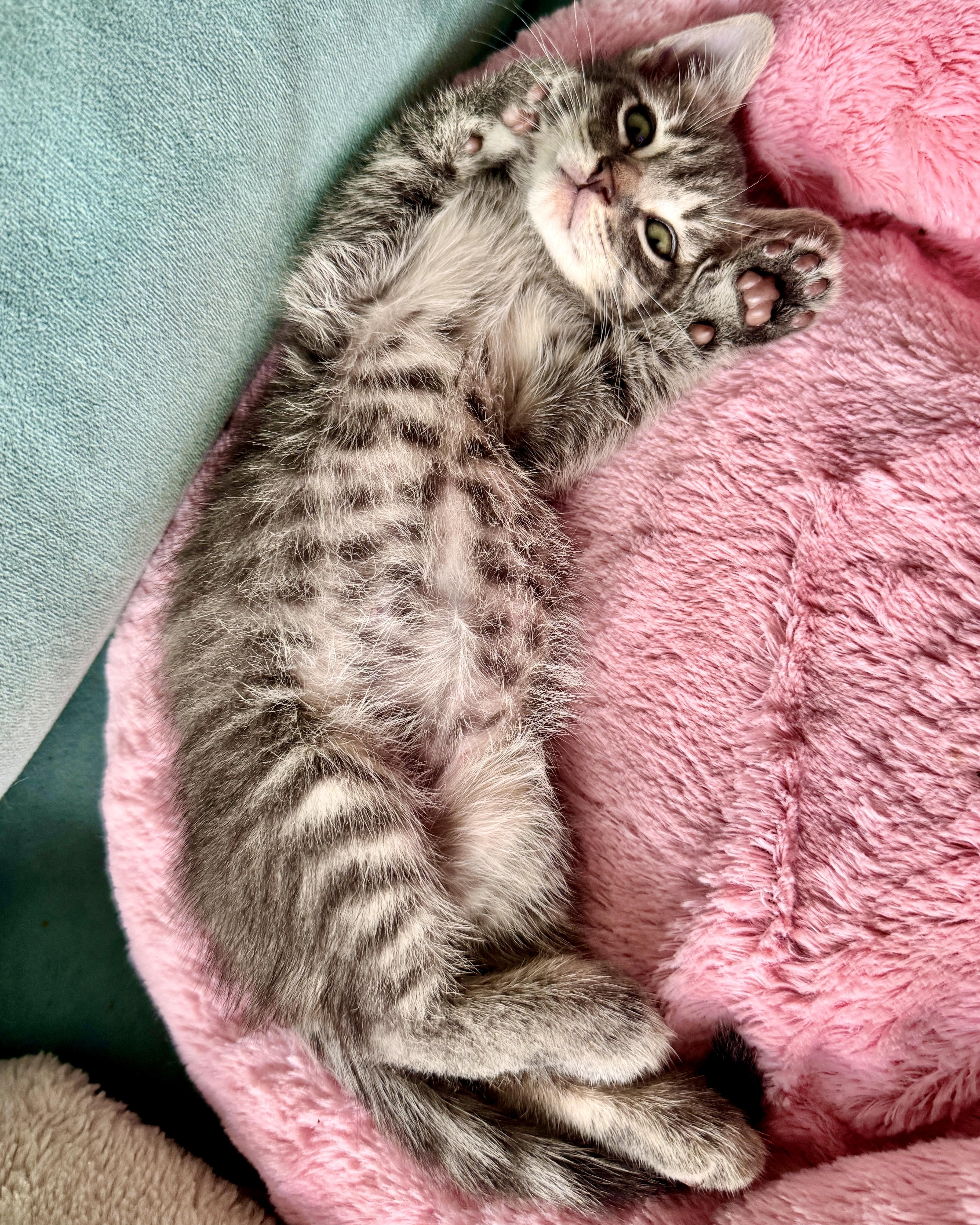 Ian II, Adopted, Kitten Male Domestic Short Hair.