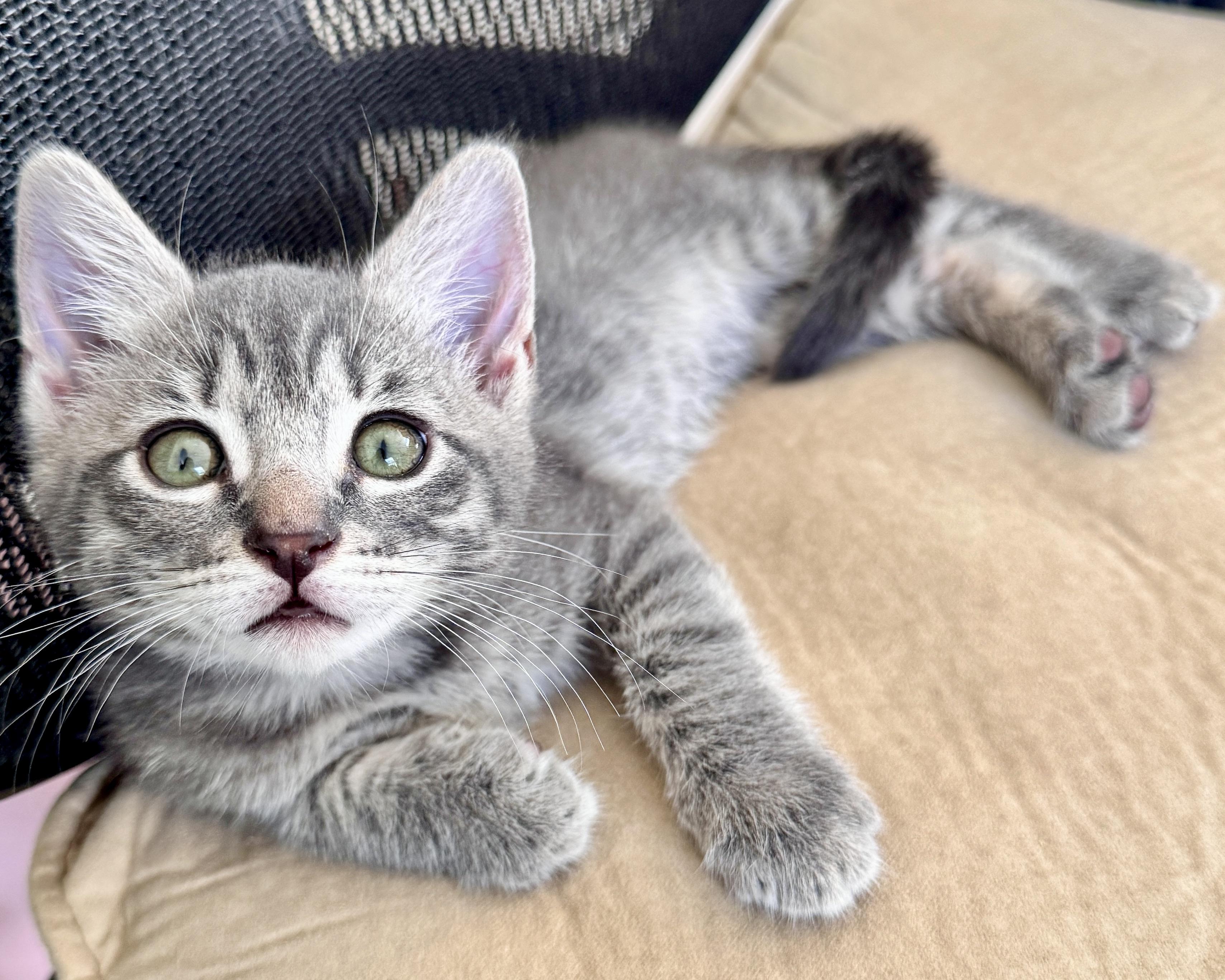 Enlarge Ian II, a Adopted Domestic Short Hair in San Francisco, CA image 2/4