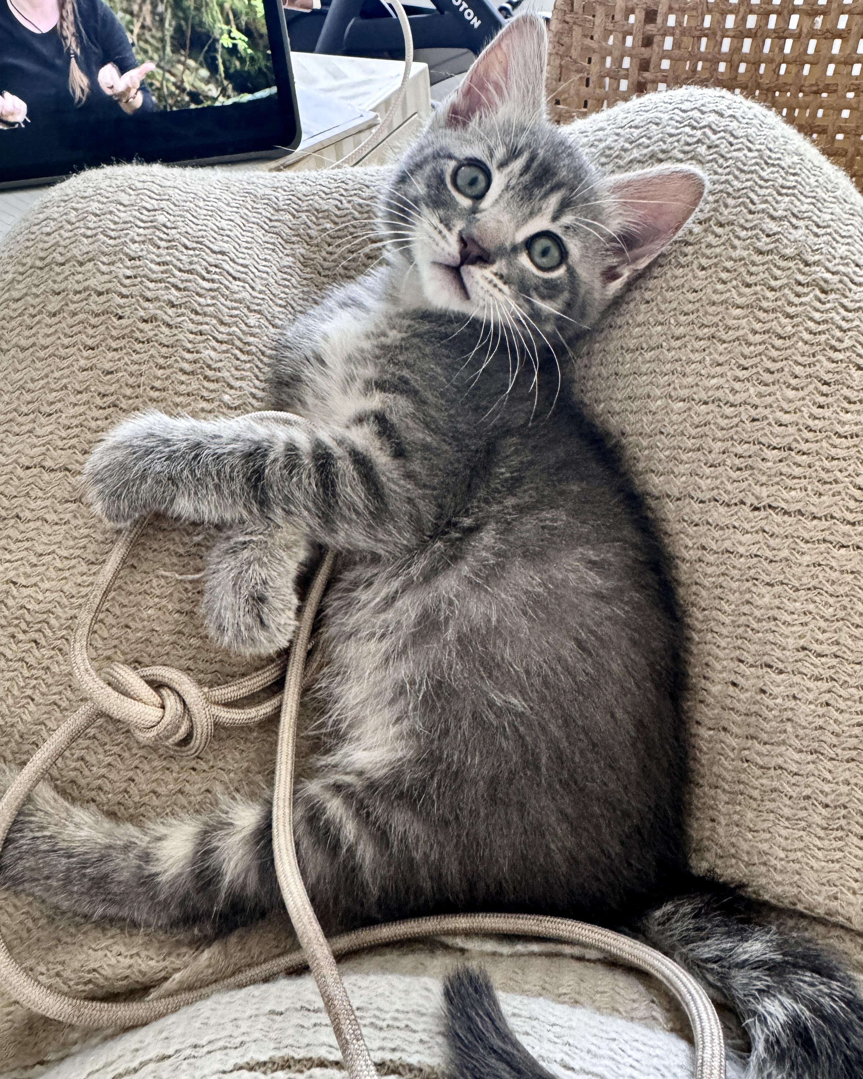 Enlarge Ian II, a Adopted Domestic Short Hair in San Francisco, CA image 3/4