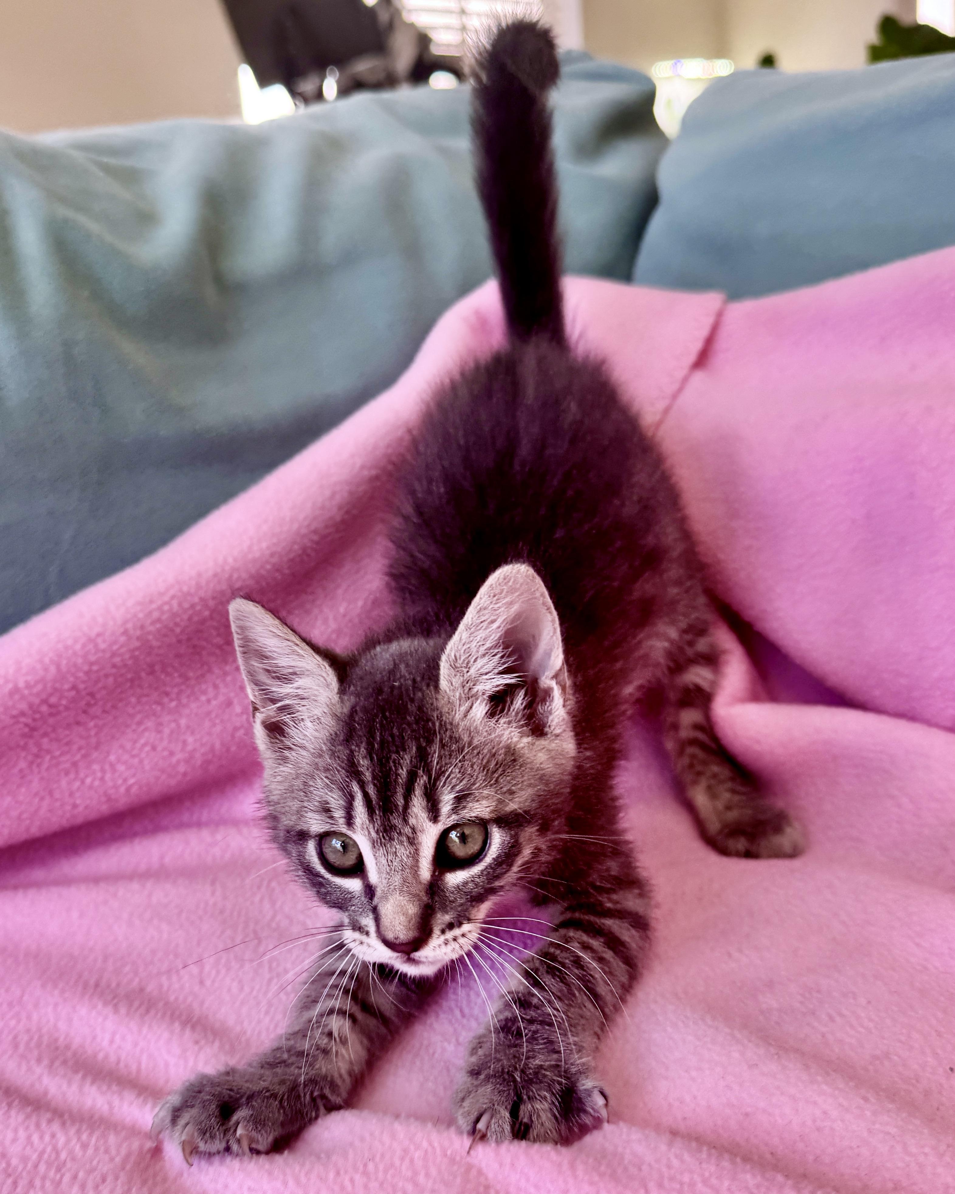 Enlarge Ian II, a Adopted Domestic Short Hair in San Francisco, CA image 4/4