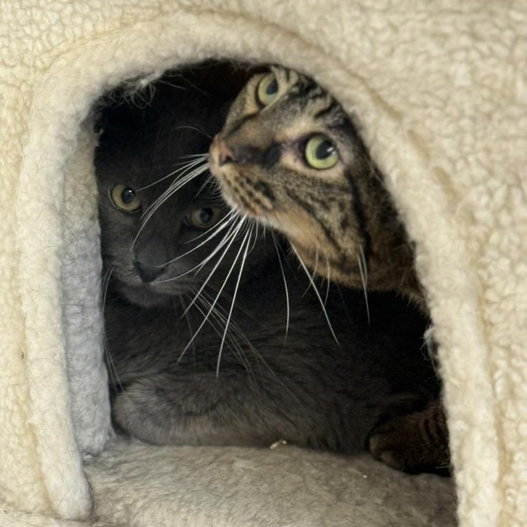 Regal & Paperclip (bonded siblings)