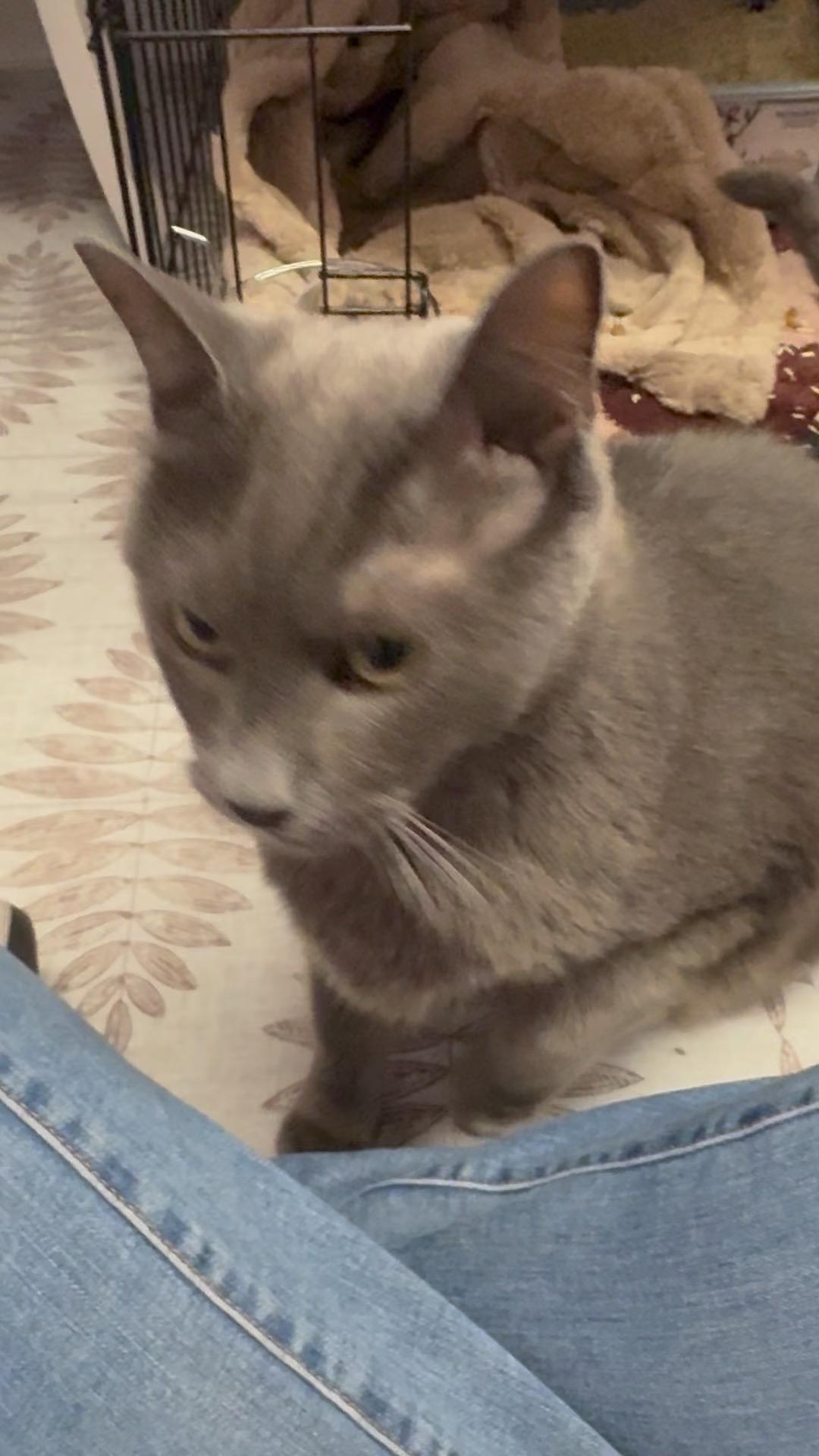 Enlarge Regal, a Adoptable mixed breed in Los Angeles, CA image 2/2