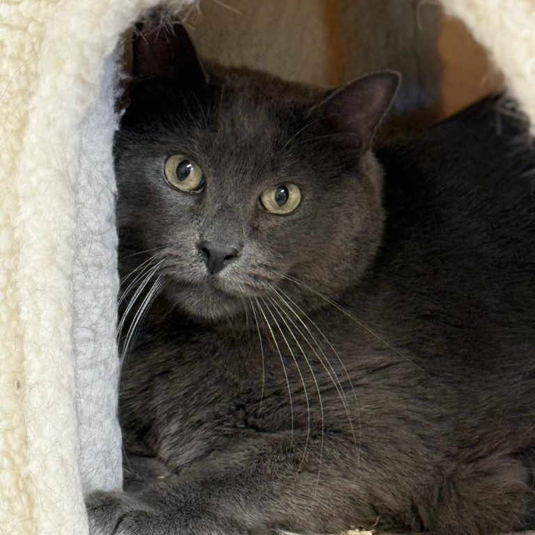 Regal & Paperclip (bonded siblings)