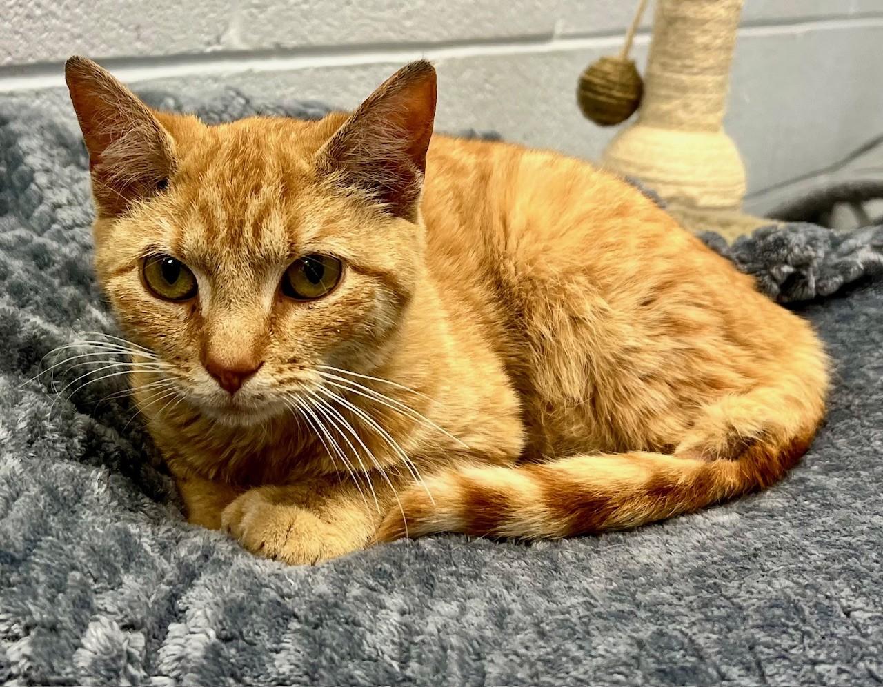 Tip Toe, adopted, Young Female Domestic Short Hair.