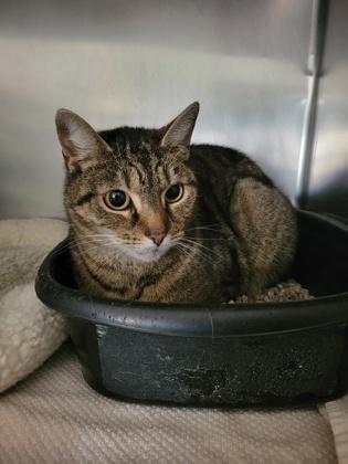 Petunia — thumbnail 2