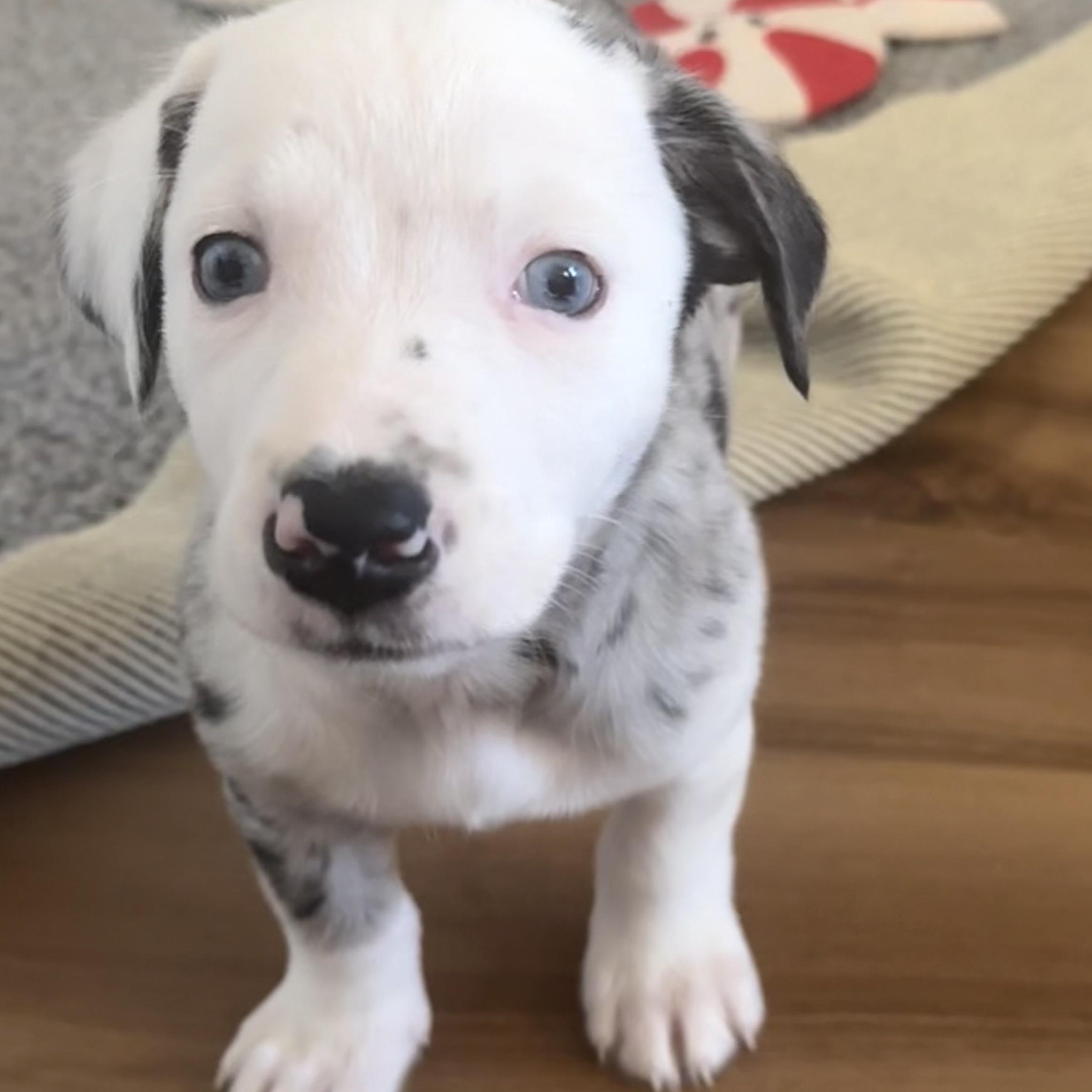 Charlie , adopted, Puppy Female Dachshund.