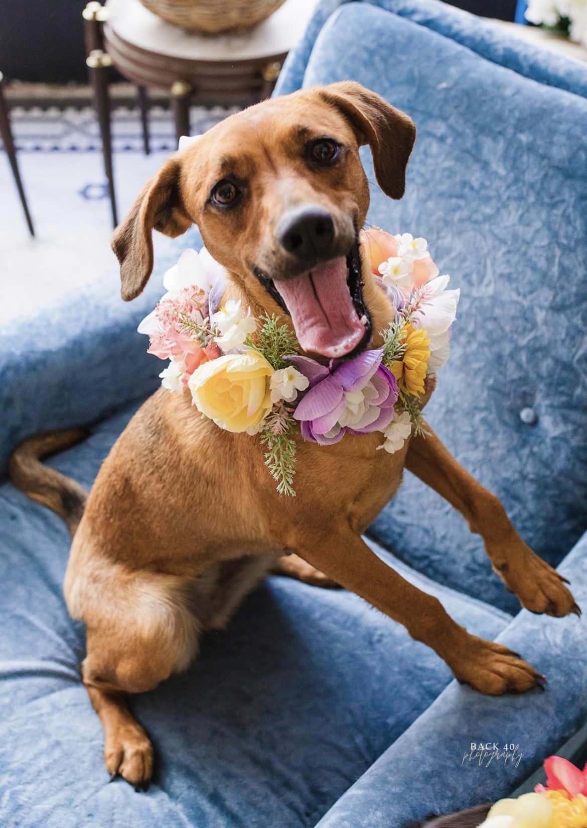 Bailey, a Adopted Mixed Breed in Alliance, NE image 1/6