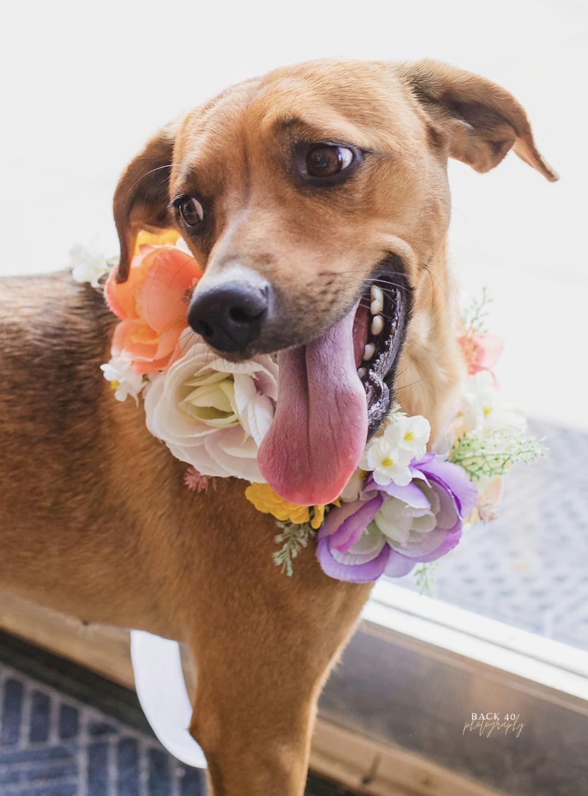 Bailey, a Adopted Mixed Breed in Alliance, NE image 2/6