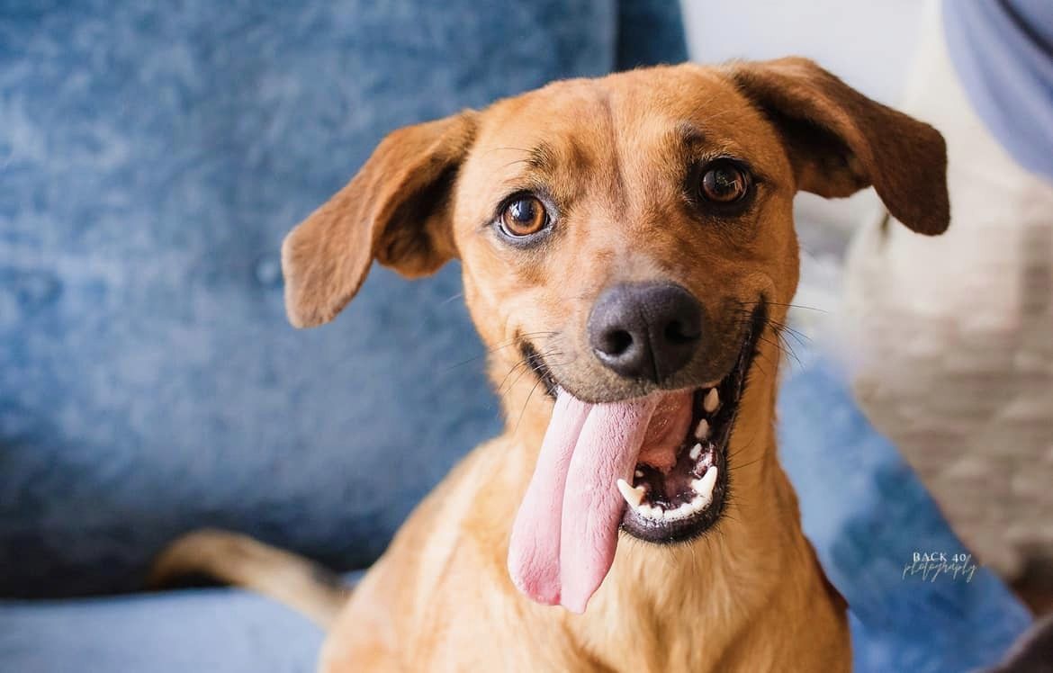 Bailey, a Adopted Mixed Breed in Alliance, NE image 3/6