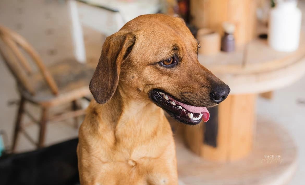 Bailey, a Adopted Mixed Breed in Alliance, NE image 4/6