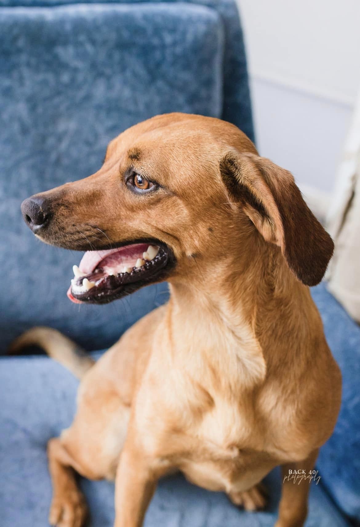 Bailey, a Adopted Mixed Breed in Alliance, NE image 5/6