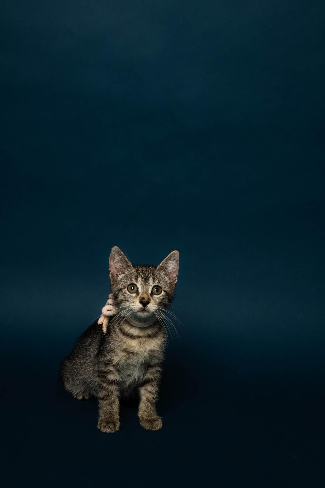 Mimmin, a Adoptable Tabby in Sunrise, FL image 4/4