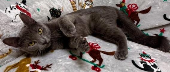 Stormy, ADOPTABLE, Young Female Domestic Short Hair.