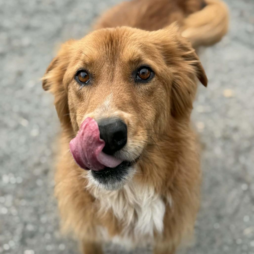 Enlarge Minnie, a Adoptable mixed breed in Martinsville, VA image 2/5