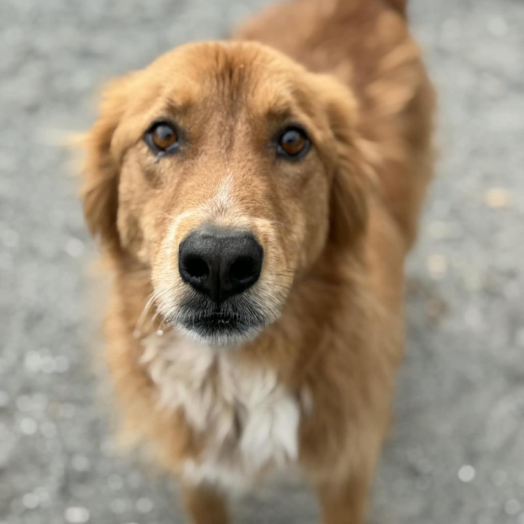 Enlarge Minnie, a Adoptable mixed breed in Martinsville, VA image 3/5