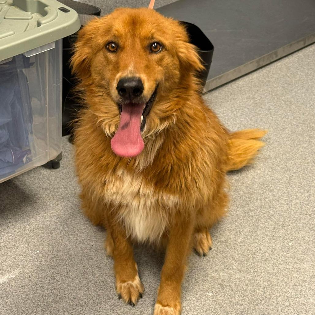 Enlarge Minnie, a Adoptable mixed breed in Martinsville, VA image 4/5