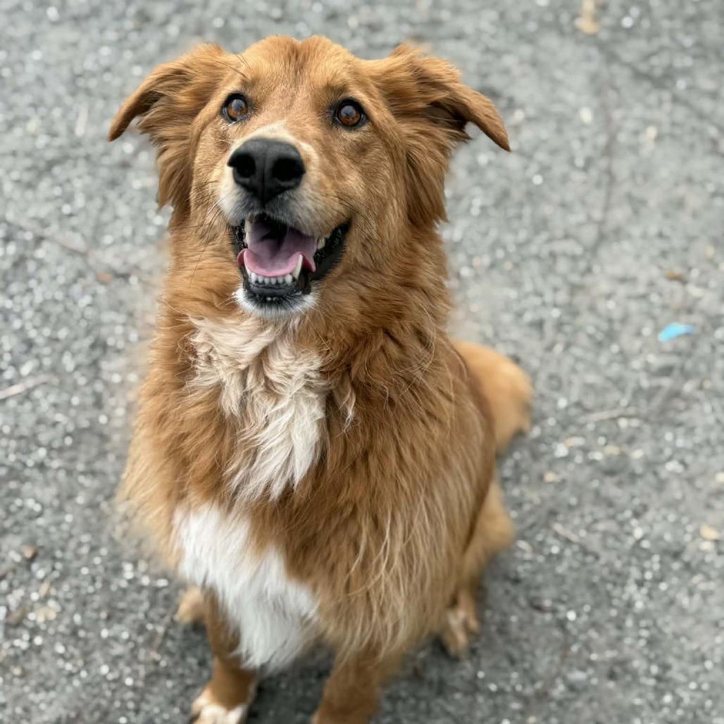Enlarge Minnie, a Adoptable mixed breed in Martinsville, VA image 5/5